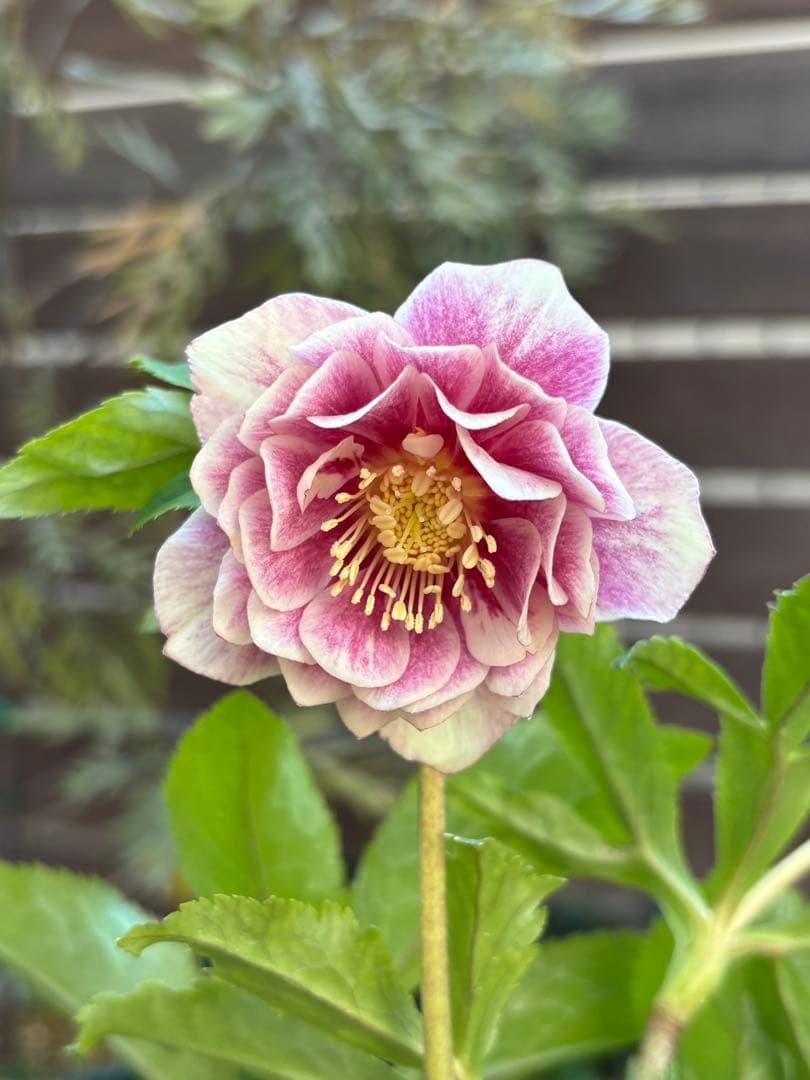 加藤農園 クリスマスローズ プリマベーラホワイトゴールド - メルカリ