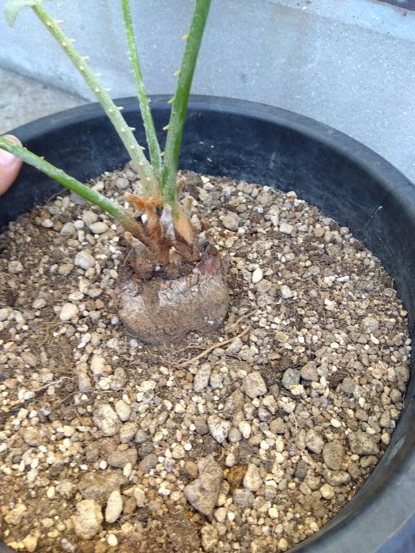 サイカス タイシルバー 9号鉢つき バルブ6センチ❗ ①