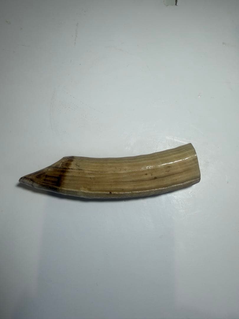 河馬歯 カバ牙 印材 彫刻材料 送料無料