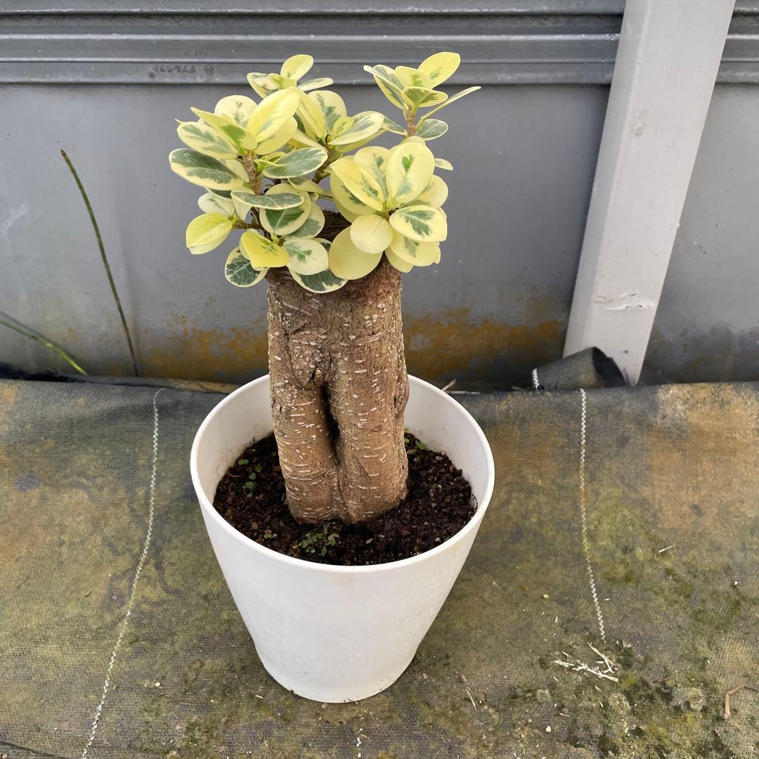 パンダガジュマル　斑入り　接木　5号サイズ