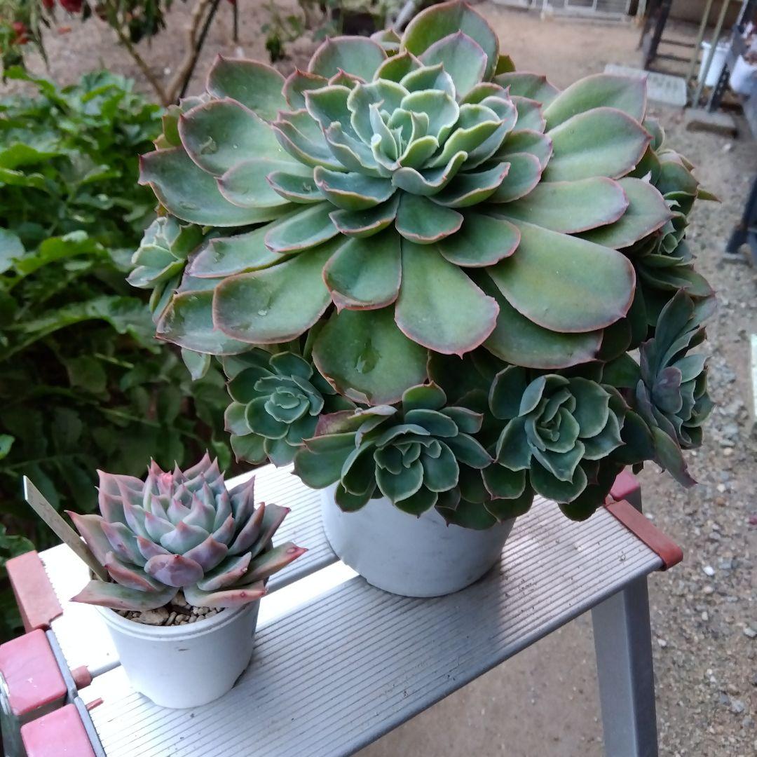 巨大 でかでか～おらいさん デカベリア✡️ミックスベリア夕波✡️ 多肉20頭以上