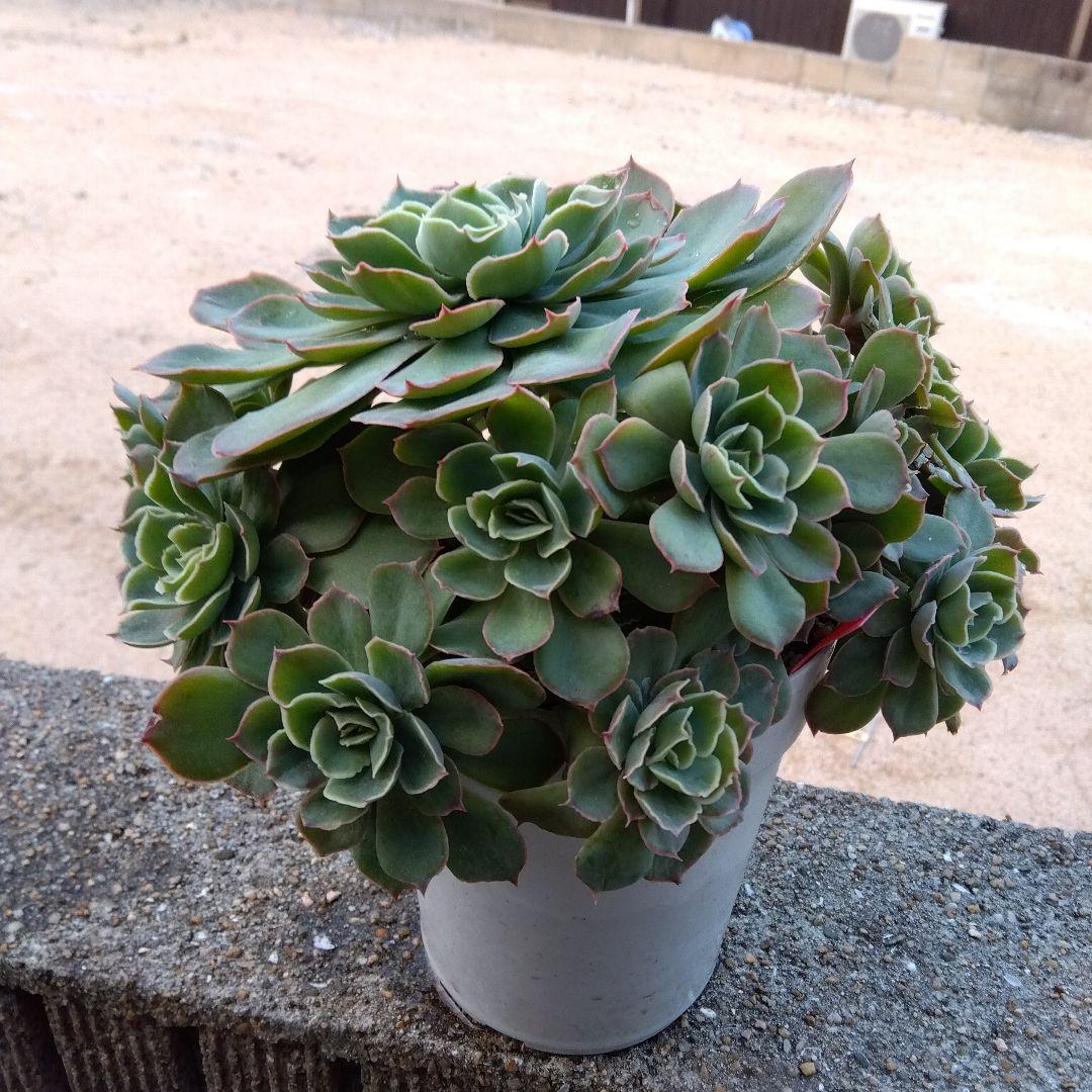 巨大 でかでか～おらいさん デカベリア✡️ミックスベリア夕波✡️ 多肉20頭以上