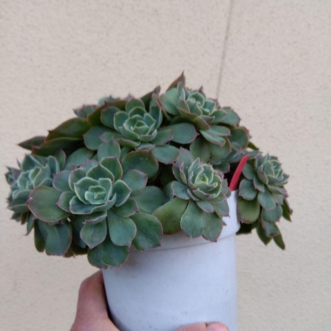 巨大 でかでか～おらいさん デカベリア✡️ミックスベリア夕波✡️ 多肉20頭以上