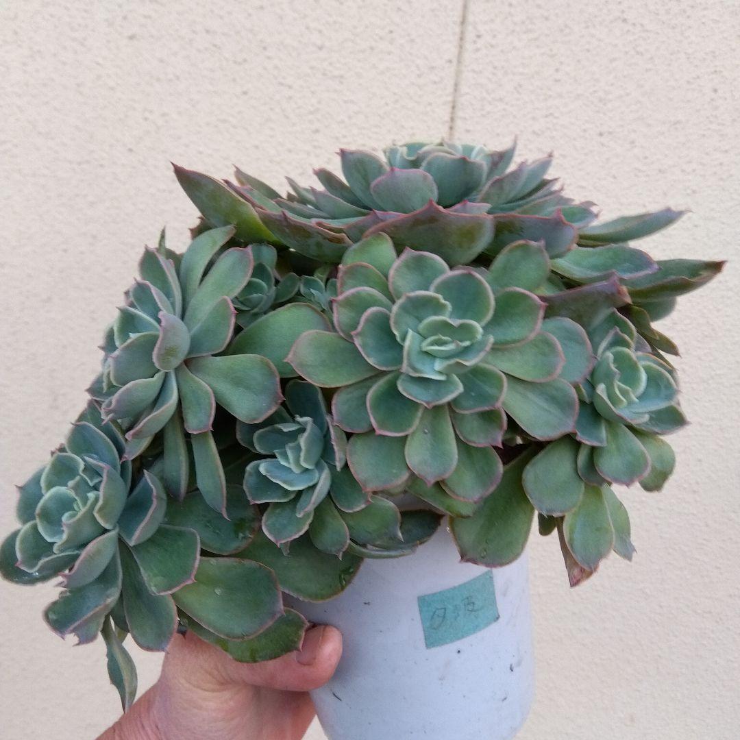 巨大 でかでか～おらいさん デカベリア✡️ミックスベリア夕波✡️ 多肉20頭以上