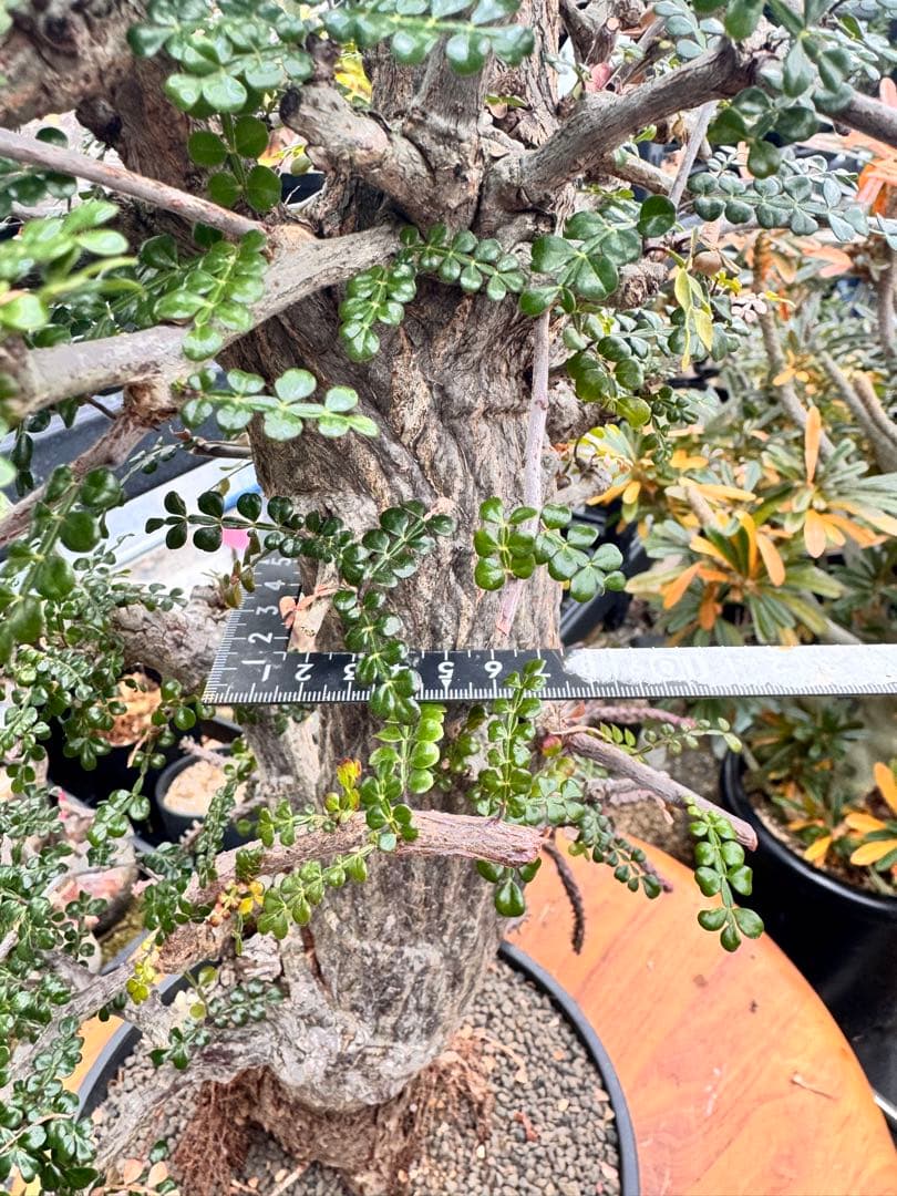 タイムセール　デカリー　invisibleink