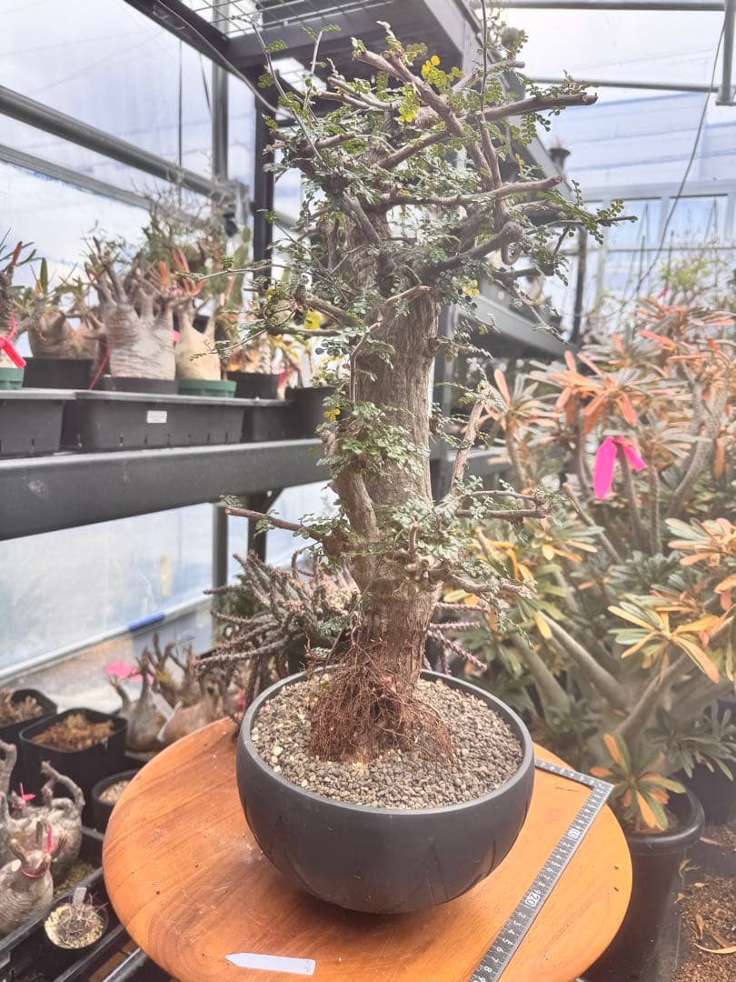 タイムセール　デカリー　invisibleink