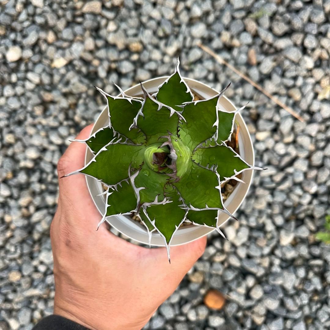 アガベ ホリダ 実生選抜 特選 強棘 多肉 観葉植物 サボテン チタノタ