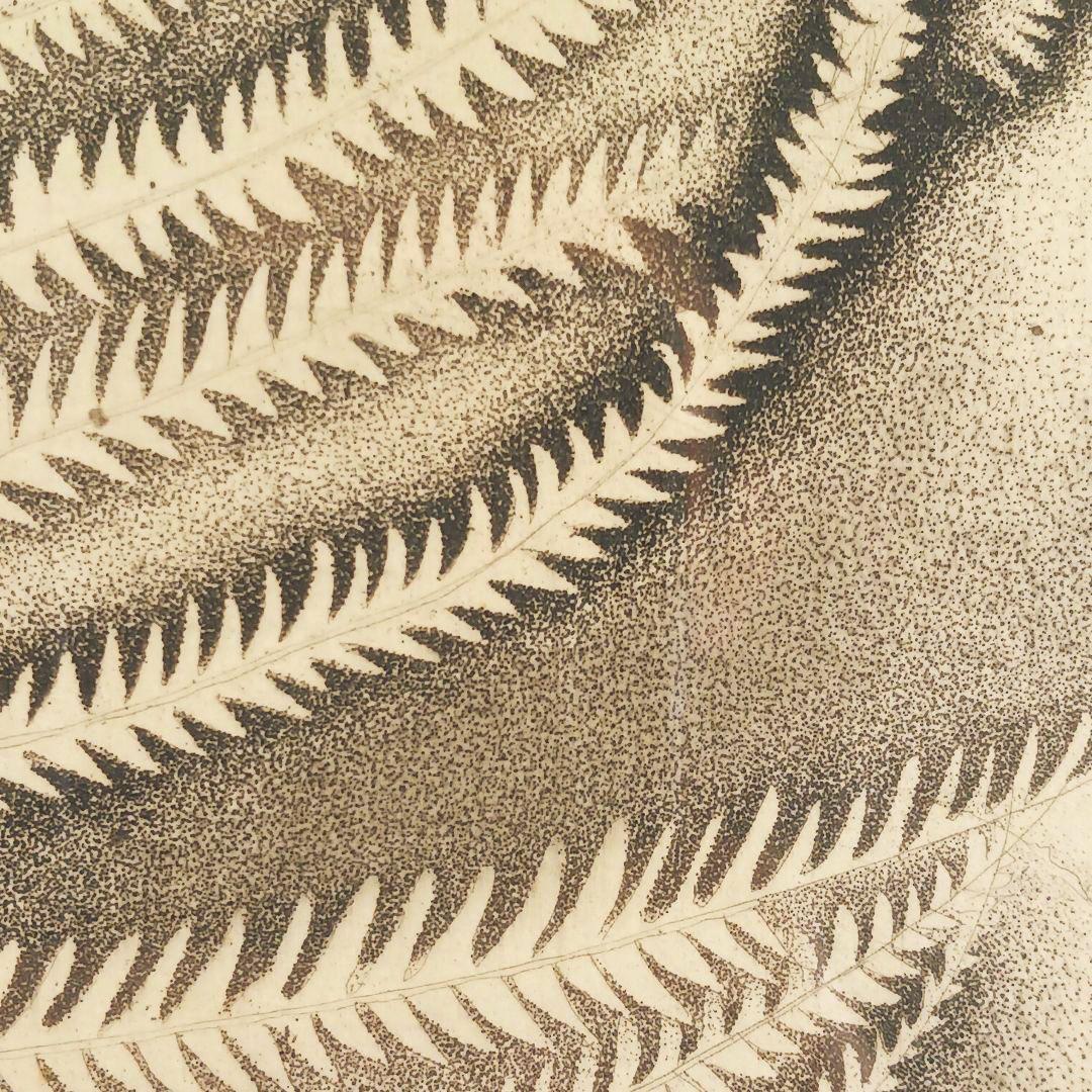 ues-20 広島の名画家 殿敷侃 版画 シダ 限定50部 図録掲載作品 - メルカリ