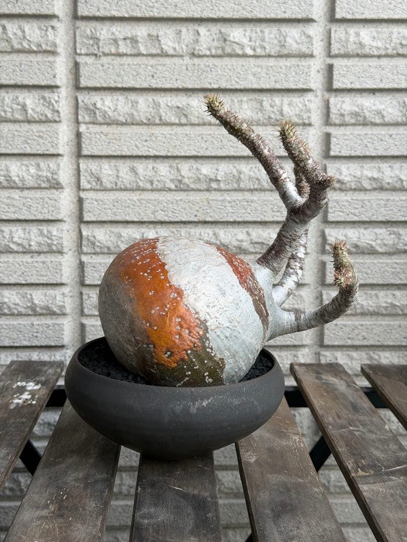 ［発根済］大株グラキリス