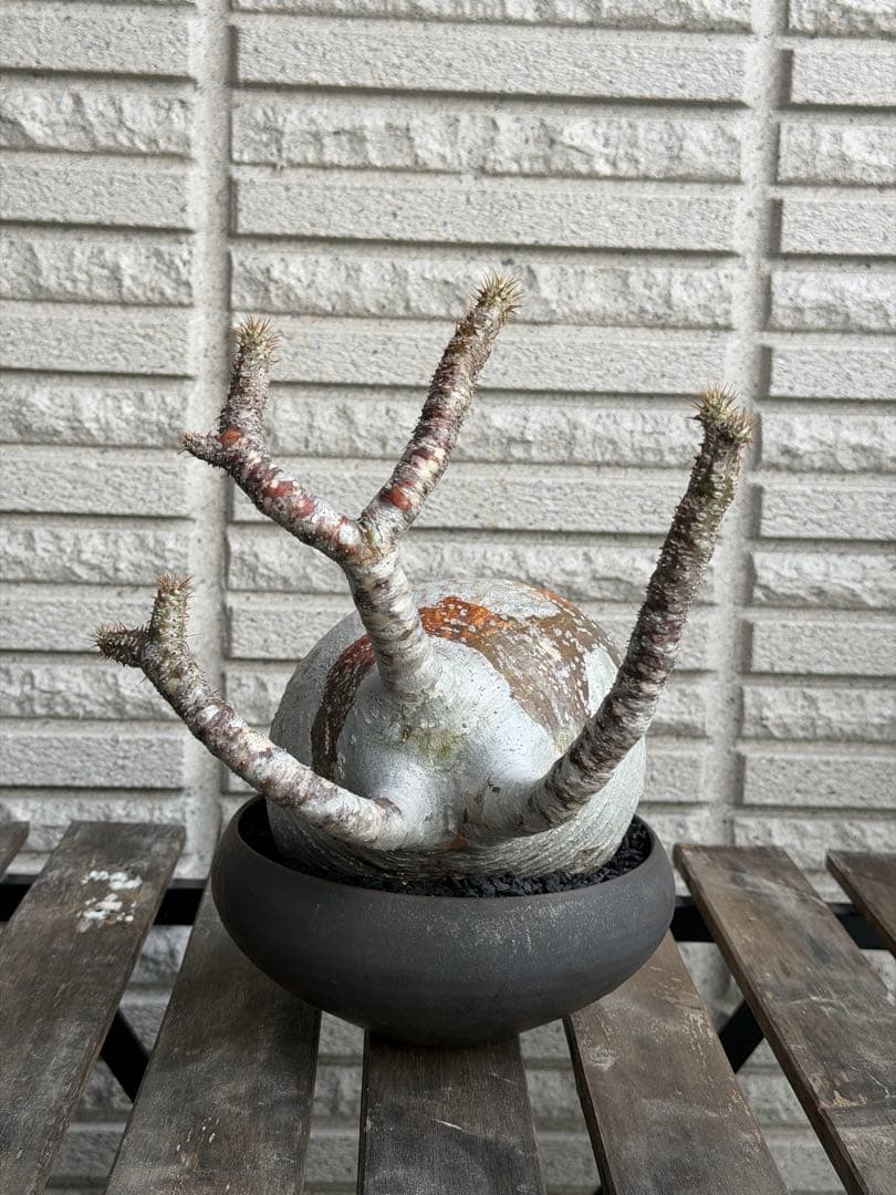 ［発根済］大株グラキリス