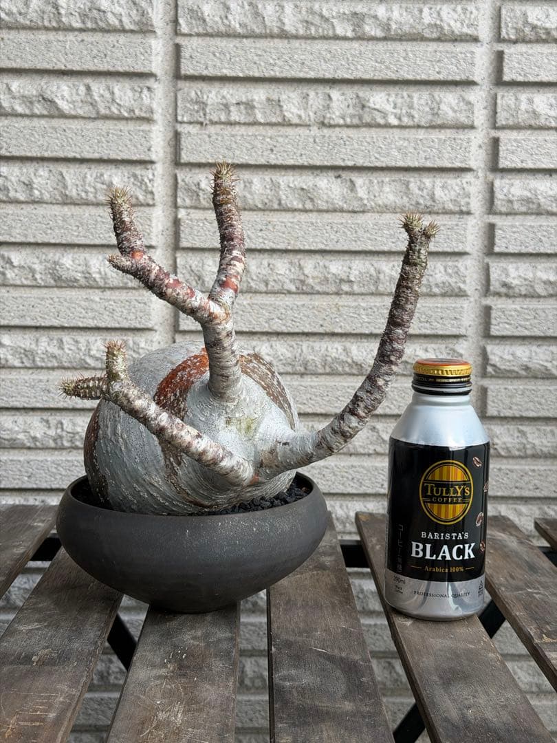 ［発根済］大株グラキリス