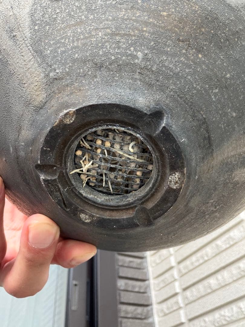 ［発根済］大株グラキリス