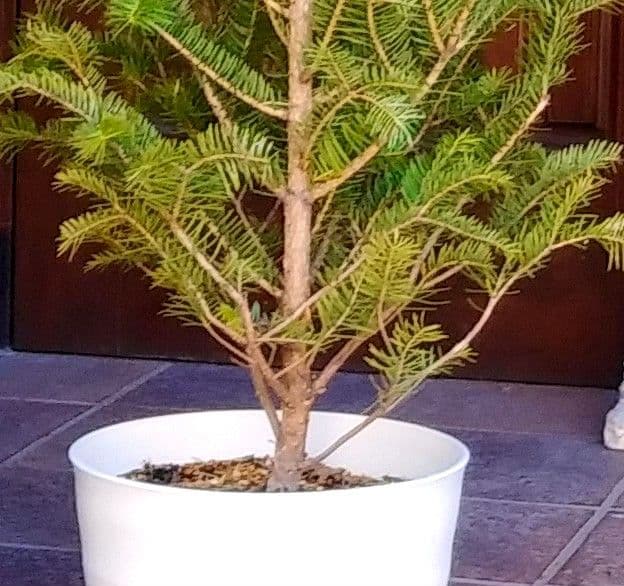 もみの木 モミノキ 苗木 ウラジロモミ 115cm❗クリスマスツリー 鉢植済み