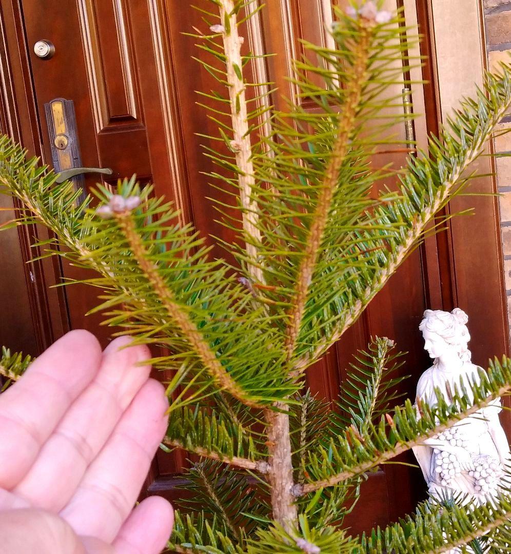 もみの木 モミノキ 苗木 ウラジロモミ 115cm❗クリスマスツリー 鉢植済み