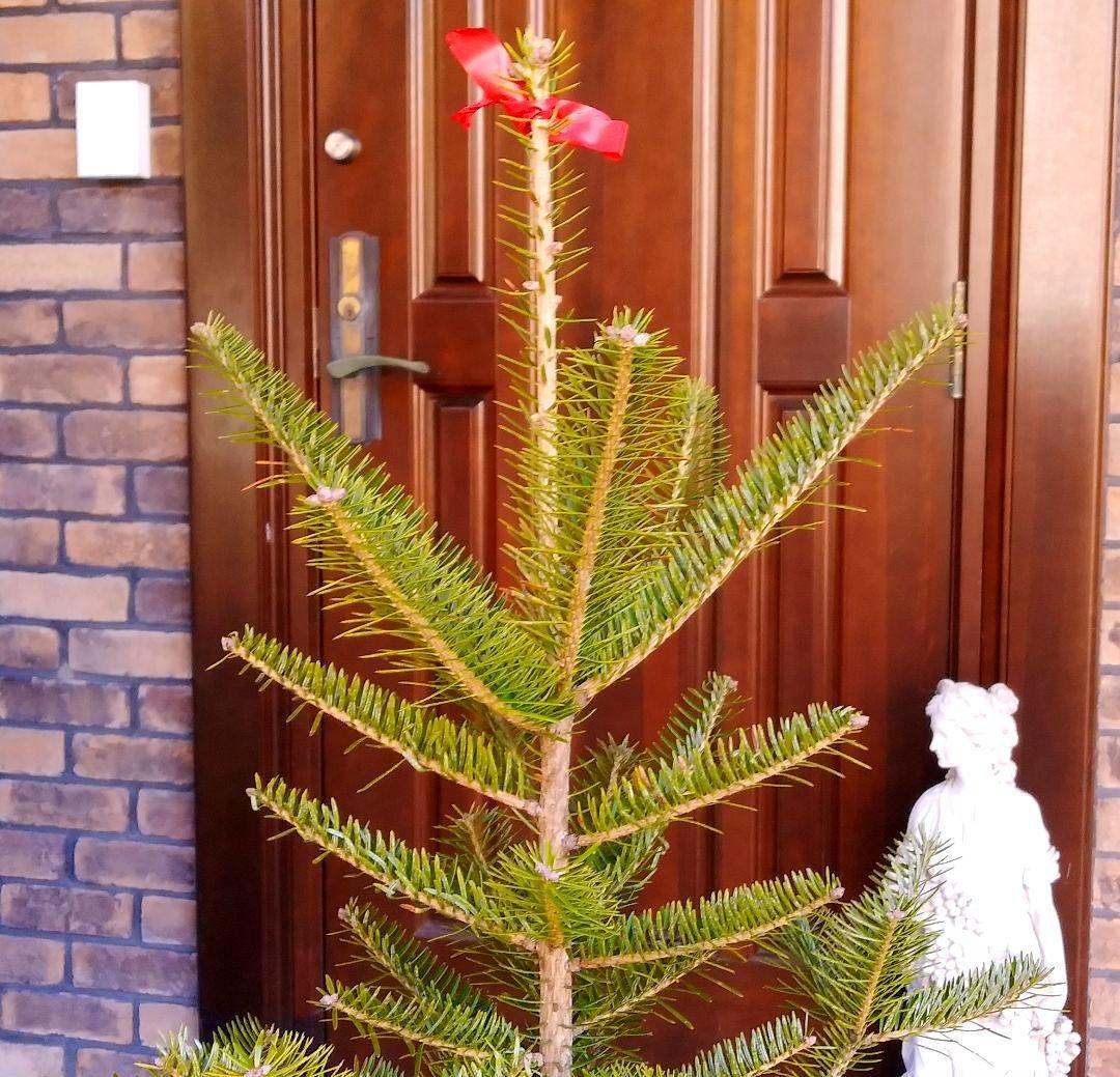 もみの木 モミノキ 苗木 ウラジロモミ 115cm❗クリスマスツリー 鉢植済み