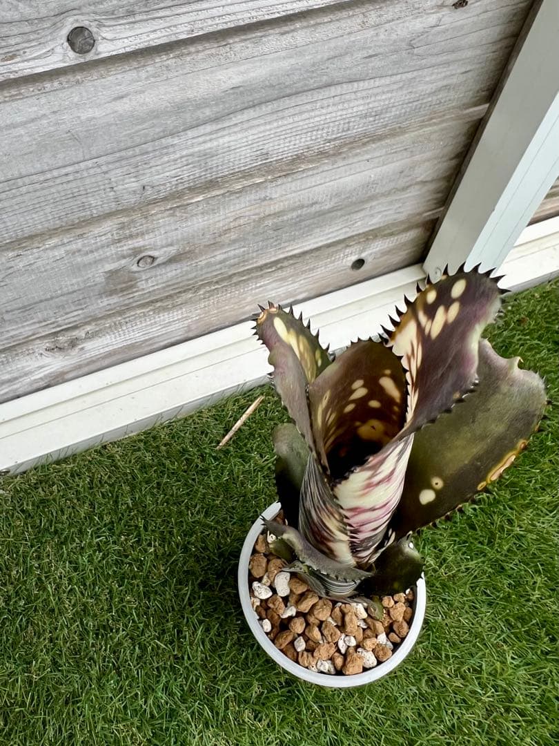 M*e様 ビルベルギア ドミンゴス マルティンス 極上株 リサ