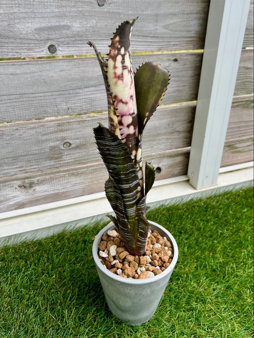 M*e様 ビルベルギア ドミンゴス マルティンス 極上株 リサ