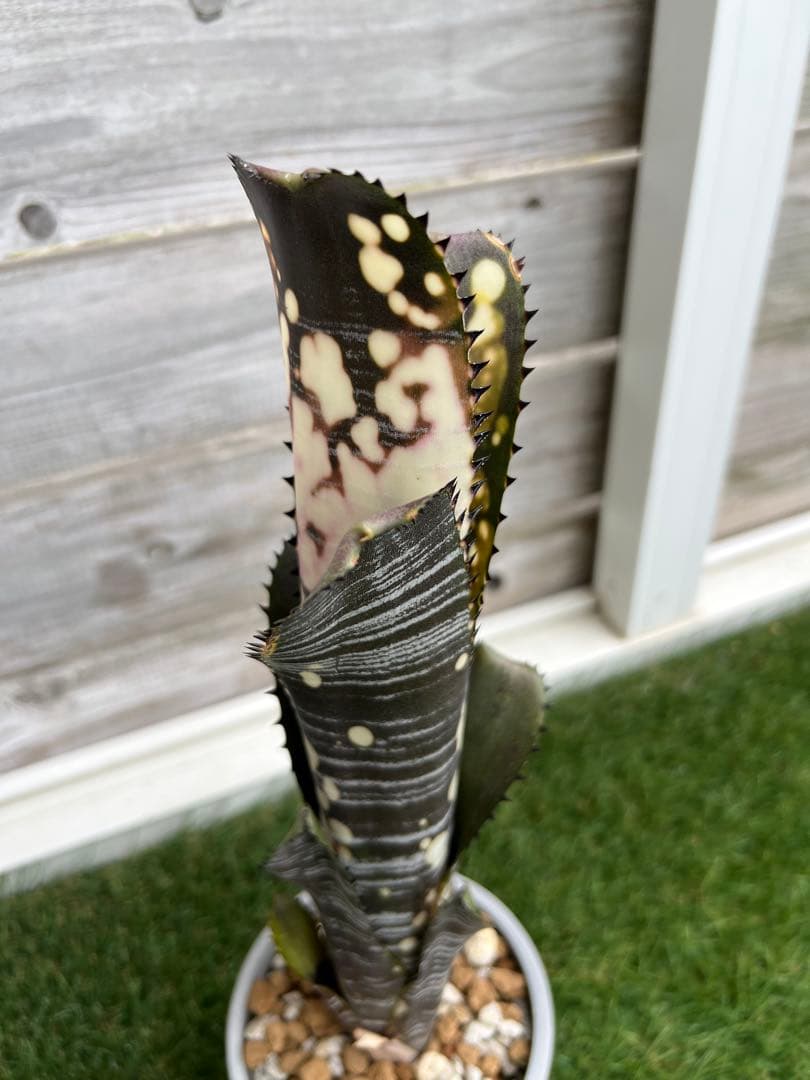 M*e様 ビルベルギア ドミンゴス マルティンス 極上株 リサ