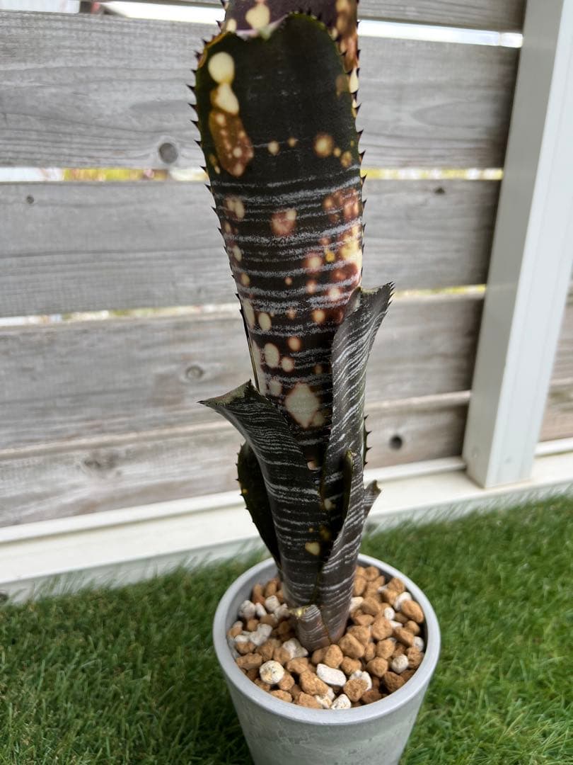 M*e様 ビルベルギア ドミンゴス マルティンス 極上株 リサ