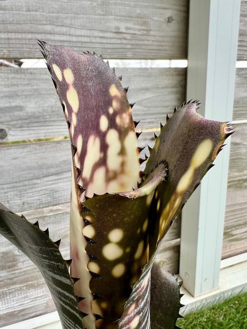 M*e様 ビルベルギア ドミンゴス マルティンス 極上株 リサ