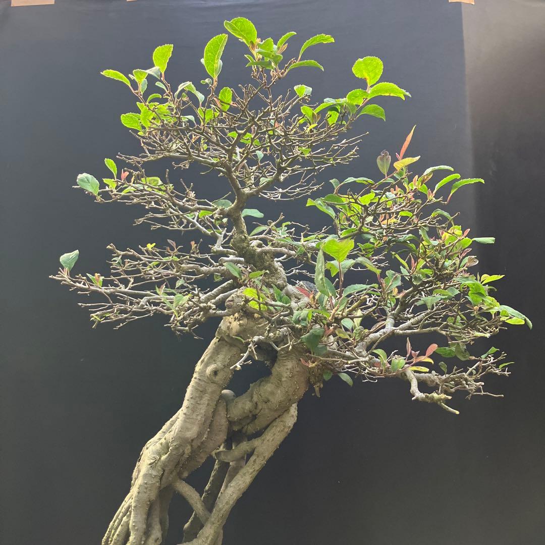 ウメモドキ 盆栽