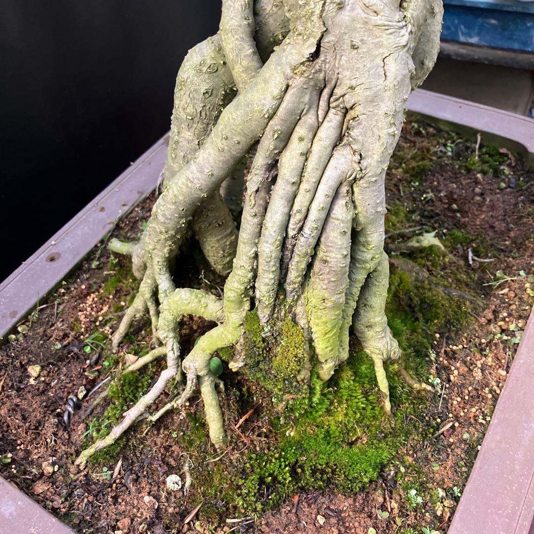 ウメモドキ 盆栽