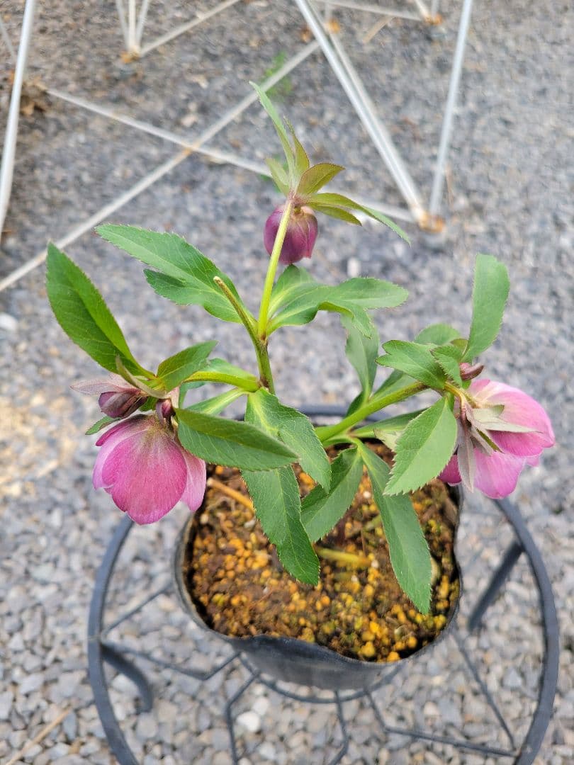 横山園芸　クリスマスローズ　小輪　ピンクダブル