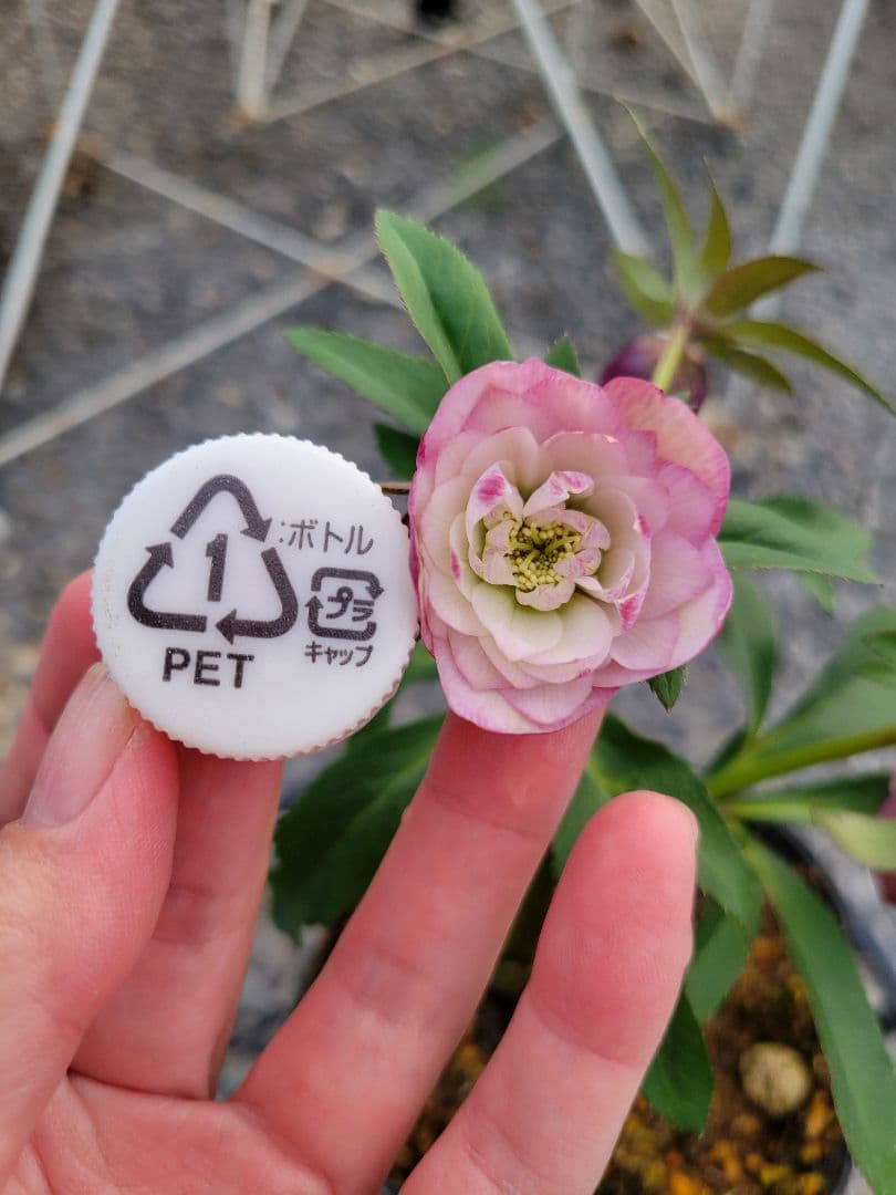 横山園芸　クリスマスローズ　小輪　ピンクダブル