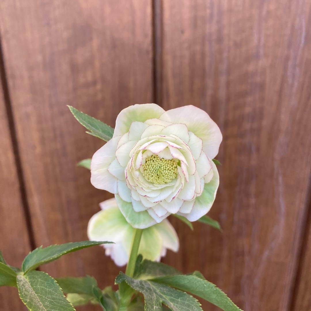 クリスマスローズ　開花株　4.5寸 　加藤農園