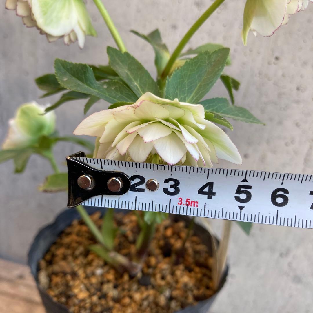 クリスマスローズ　開花株　4.5寸 　加藤農園