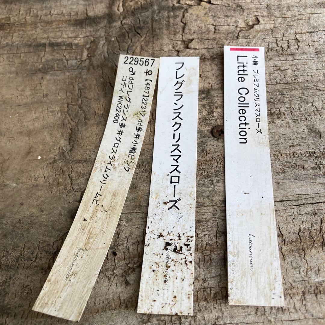 クリスマスローズ　開花株　4.5寸 　加藤農園