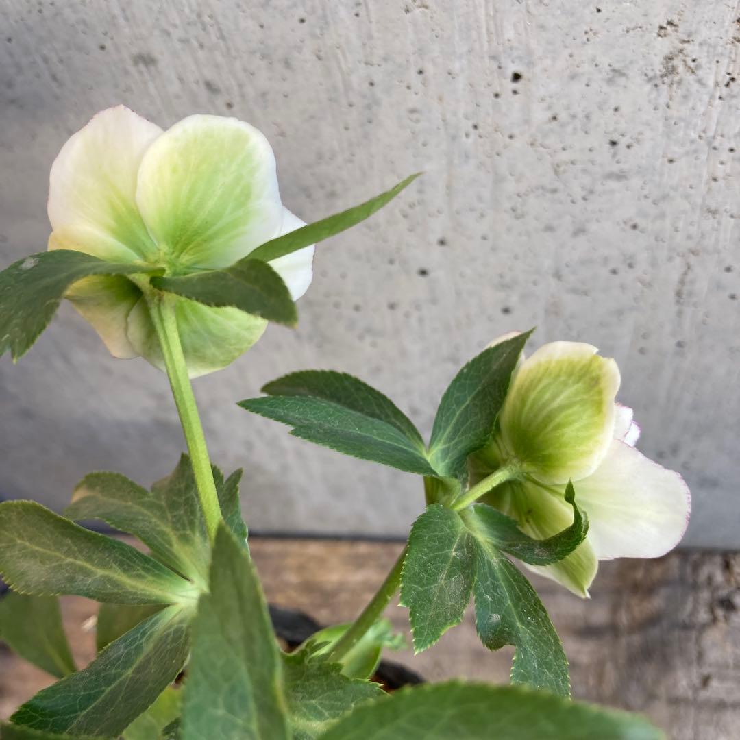 クリスマスローズ　開花株　4.5寸 　加藤農園