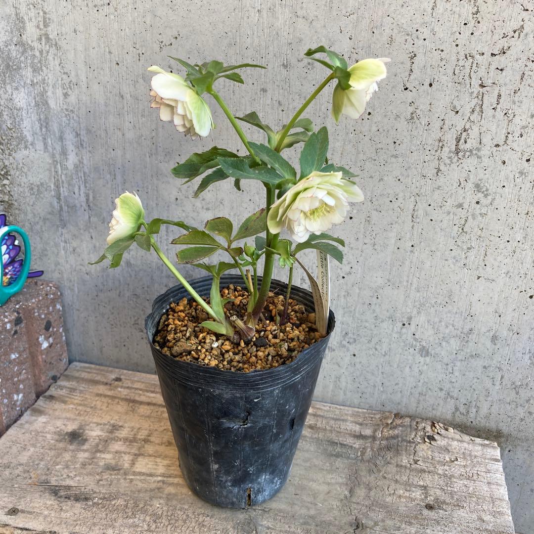 クリスマスローズ　開花株　4.5寸 　加藤農園