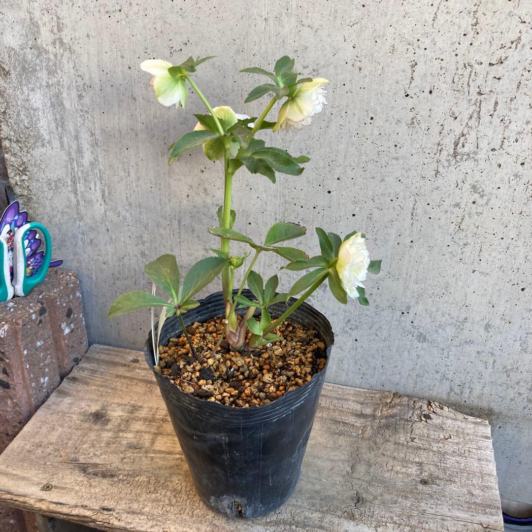 クリスマスローズ　開花株　4.5寸 　加藤農園