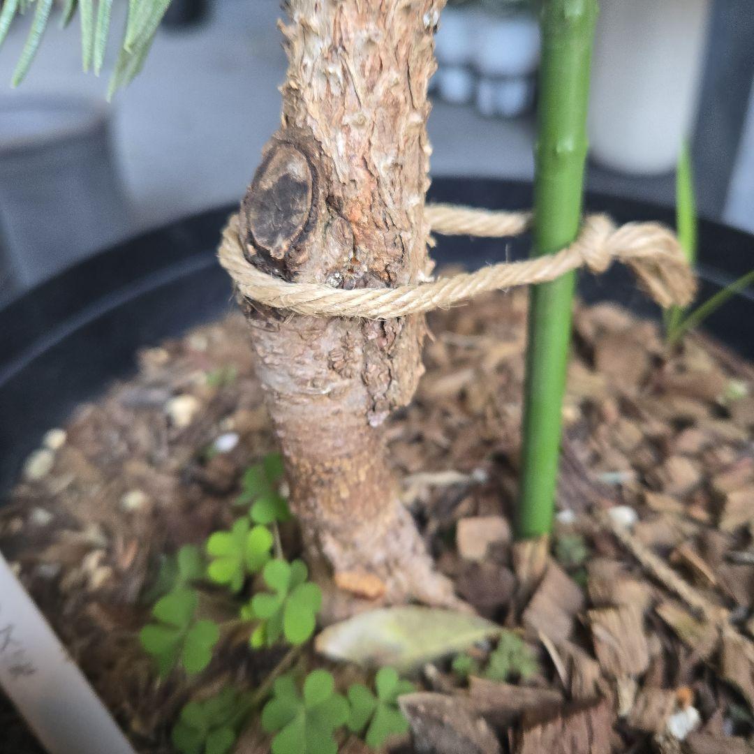 ③ プンゲンストウヒ ホプシー 8号最高等級極上品‼️ - メルカリ