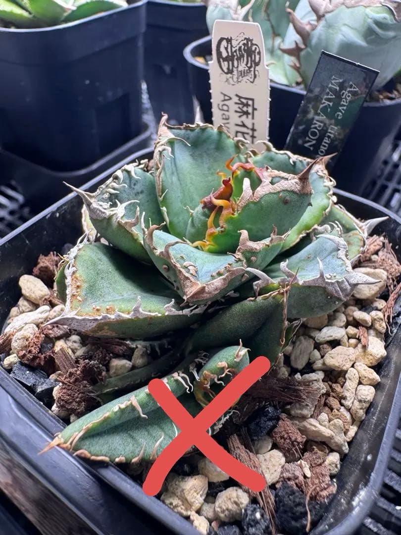 アガベ　麻花龍　ブツブツ