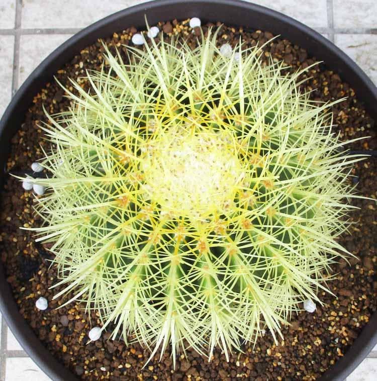 【現品】サボテン・キンシャチ　金鯱　10号　Ｂ４番