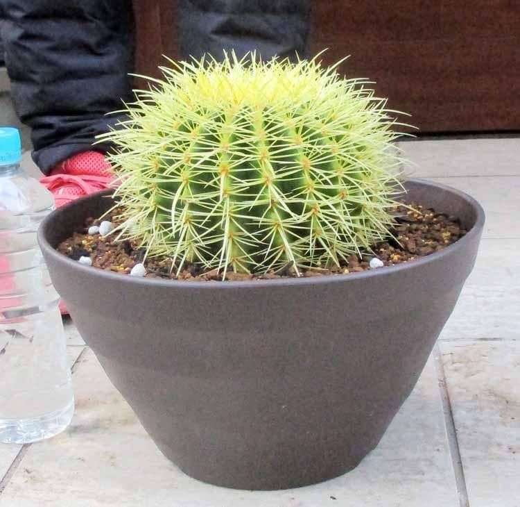 【現品】サボテン・キンシャチ　金鯱　10号　Ｂ４番