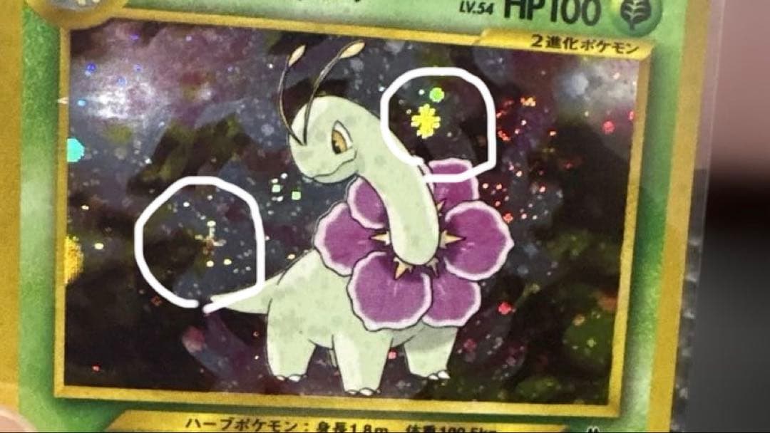 メガニウム プレミアムファイル PROMO 第1世代 旧裏 渦巻、十字ホロ