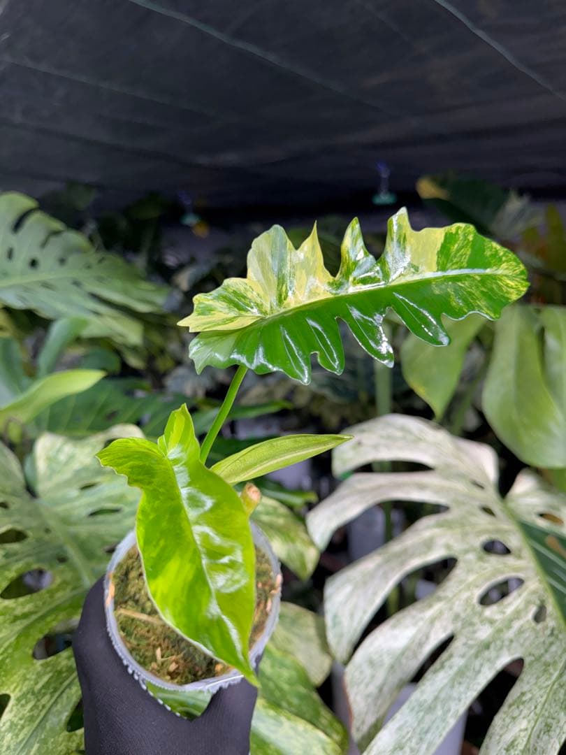 K1 フィロデンドロン　キティナ　健康カット苗