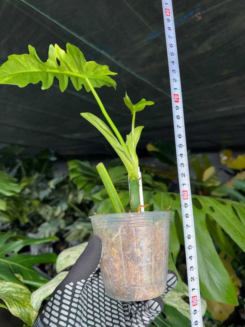 K1 フィロデンドロン　キティナ　健康カット苗