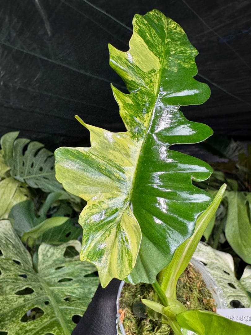 K1 フィロデンドロン　キティナ　健康カット苗