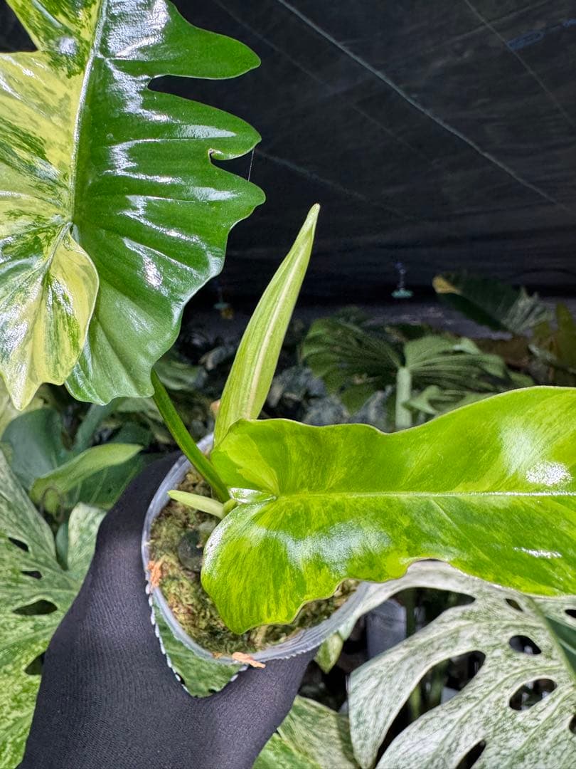 K1 フィロデンドロン　キティナ　健康カット苗