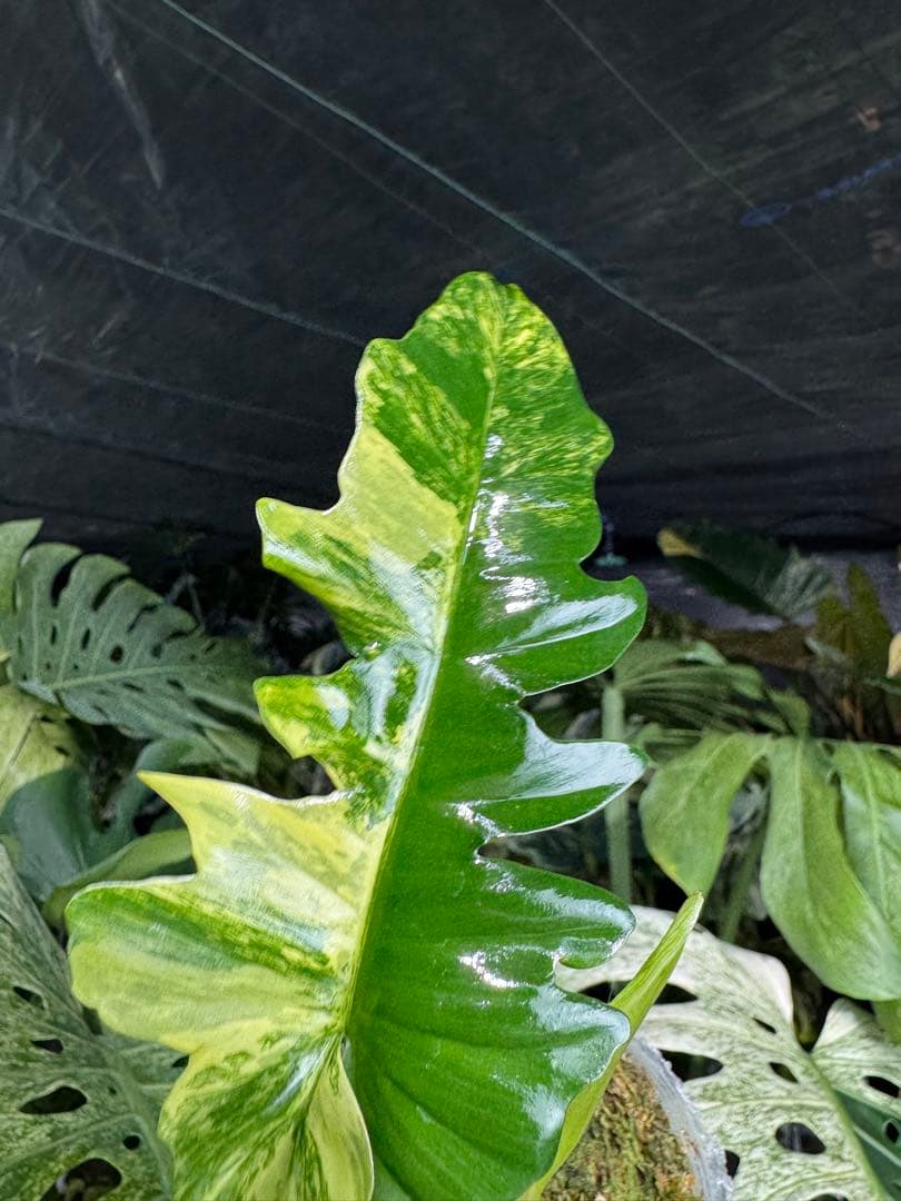 K1 フィロデンドロン　キティナ　健康カット苗