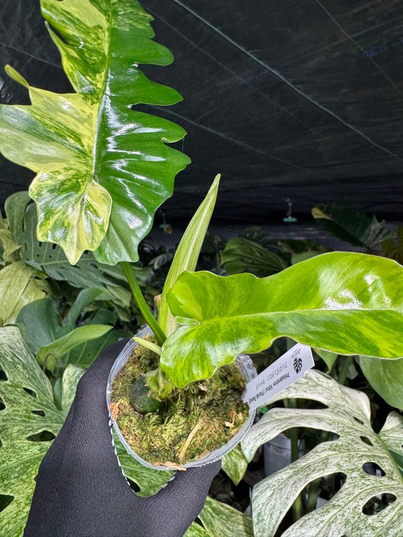 K1 フィロデンドロン　キティナ　健康カット苗