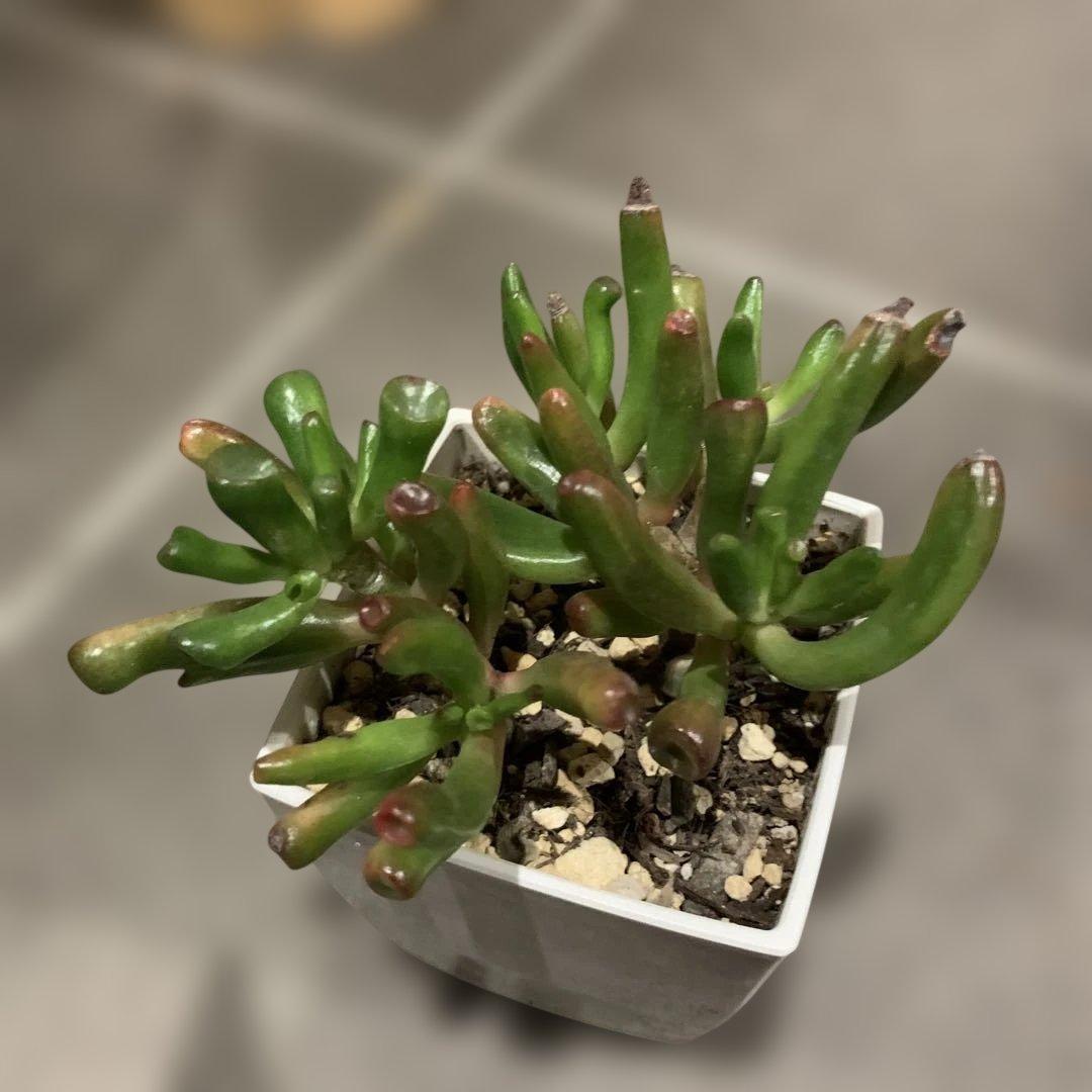 多肉植物 ゴーラム 抜き苗 - メルカリ