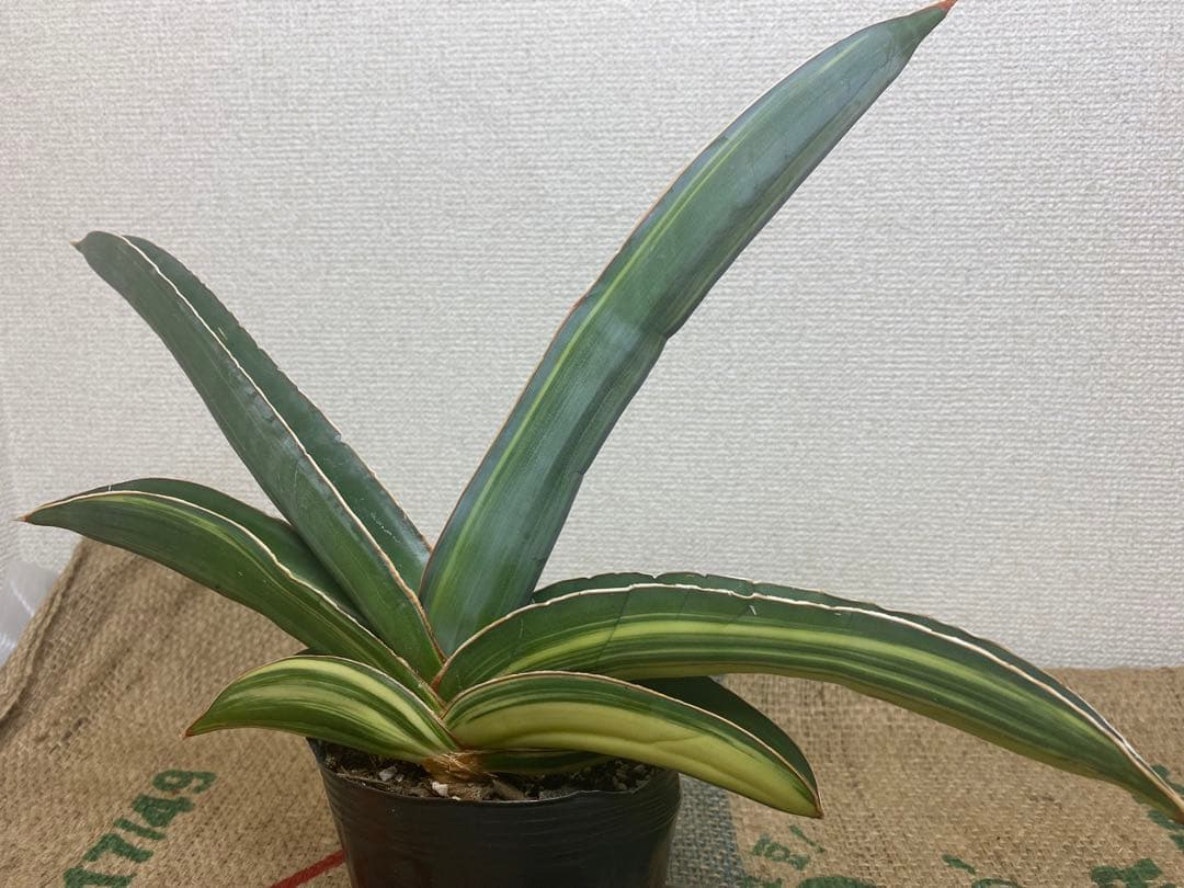 サンスベリア バナナ 斑入 S.Banana Variegated 2