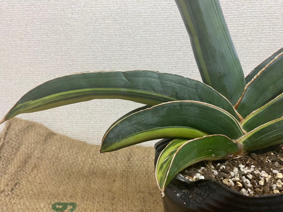 サンスベリア バナナ 斑入 S.Banana Variegated 2