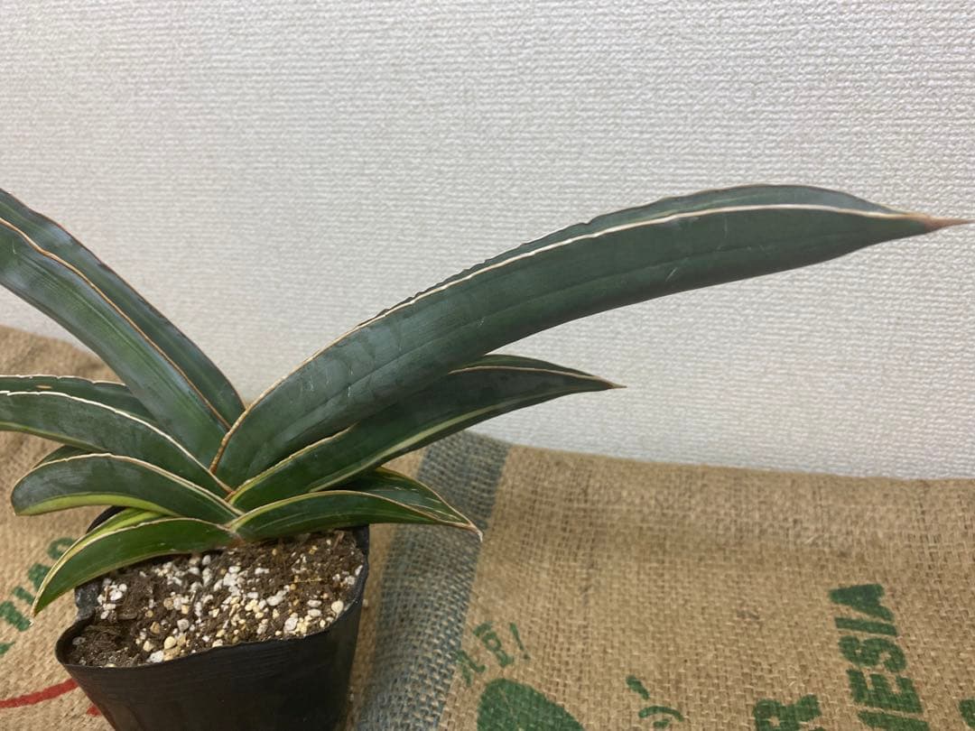 サンスベリア バナナ 斑入 S.Banana Variegated 2