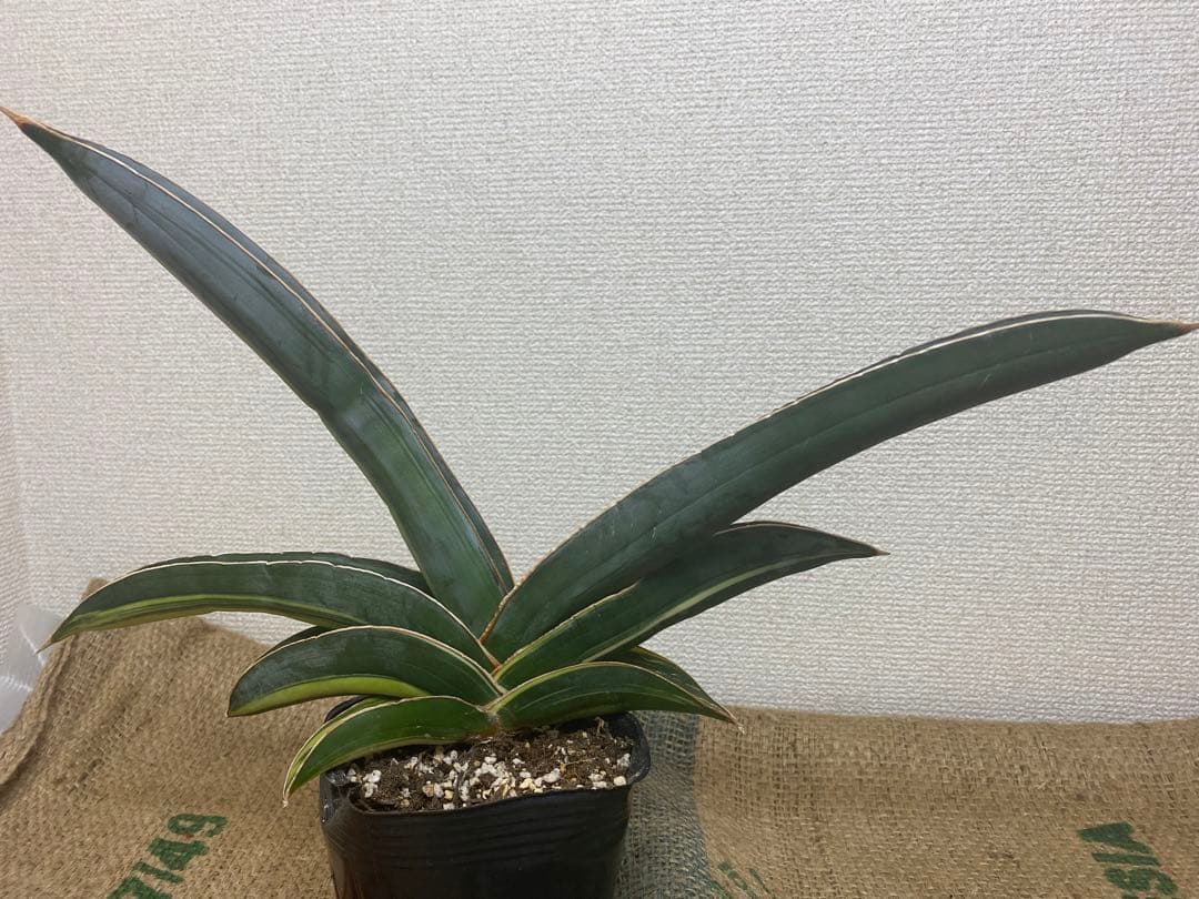 サンスベリア バナナ 斑入 S.Banana Variegated 2